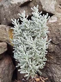 Santolina chamaecyparissus